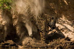 jaguar sand 2
